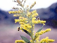 ミツバチの越冬のために貴重な蜜源となるセイタカアワダチソウ