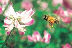 大きな花粉団子を抱えて飛ぶミツバチ
