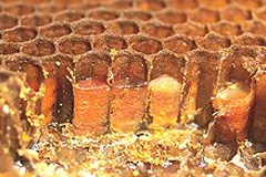 巣房の中の花粉（断面図）