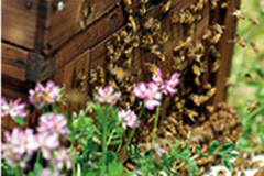 春になると、若い蜂が巣箱の外で元気に活動を始めます。