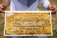 巣板の真ん中部分にはミツバチの育児スペース、端の方には蜜が貯えられています。
