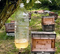 ペットボトルの中は、はちみつの発酵液。産卵前のスズメバチを捕獲し、繁殖を減らします。