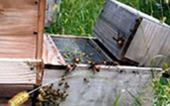 スズメバチ駆防器をつけて、巣箱の中のミツバチを守ります。