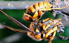 捕らえたミツバチを団子状にするキイロスズメバチ。