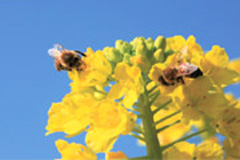     ミツバチの体や頭にくっついて巣の外に出ているミツバチヘギイタダニ