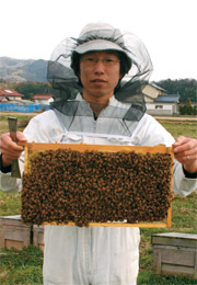 ミツバチが密集した状態。密集することで巣が温まり、活動が活発になります。