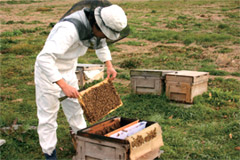ミツバチにとって過ごしやすい環境を整え、定期的に巣箱の中を確認します。