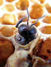     ミツバチの体や頭にくっついて巣の外に出ているミツバチヘギイタダニ