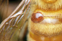 働き蜂の体についたミツバチへギイタダニの雌