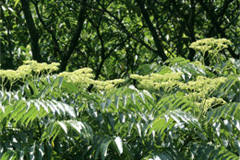     カラスザンショウは7〜8月にかけて背の高い木のあちこちに小さな白い花を咲かせます。