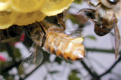 ミツバチの腹部から出ている黄色い塊がミツロウです。