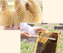 （上）巣板のまわりにできた自然巣。（下）採蜜時に切り取る蜜蓋も、大切なミツロウの原料になります。