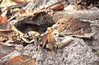 針なしミツバチの巣。土の中に巣をつくり
出入口が筒状の珍しいもの。